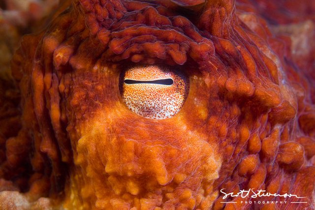 Giant Pacific Octopus-1.jpg