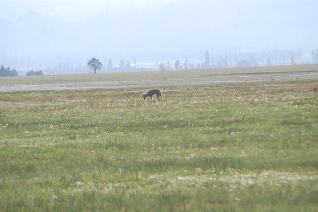 2008_Yellowstone_371.jpg