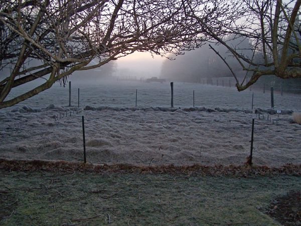 Fog and frost4 crop April 2018.jpg