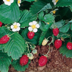 alpine-strawberry-seeds-fragaria-vesca-204.jpg