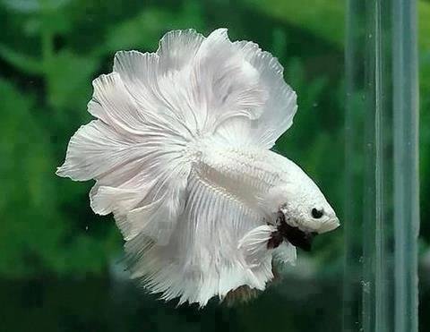 Betta_splendens,white.jpg