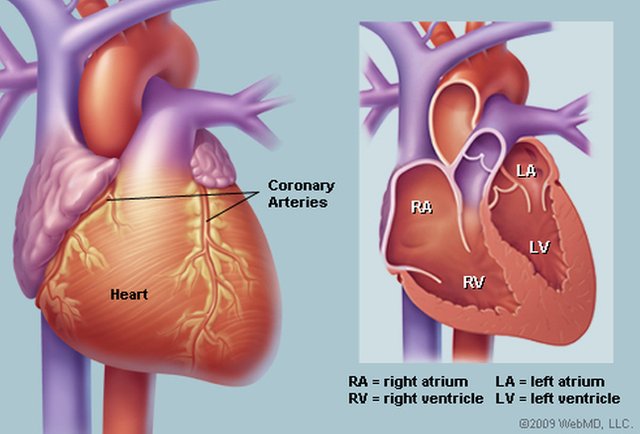 heart_illustration.jpg