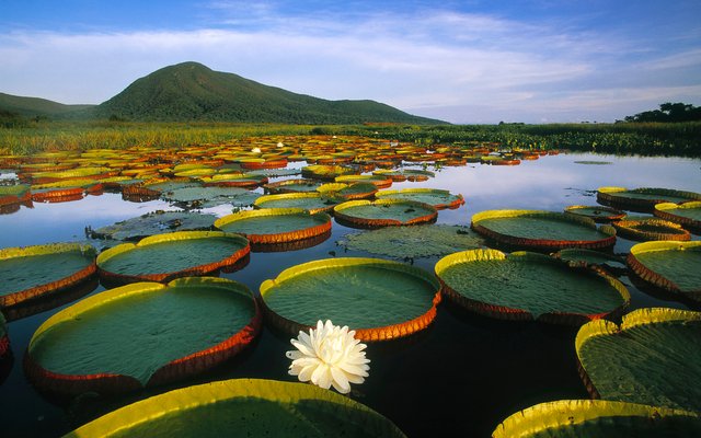 Nature-of-Brazil.jpg