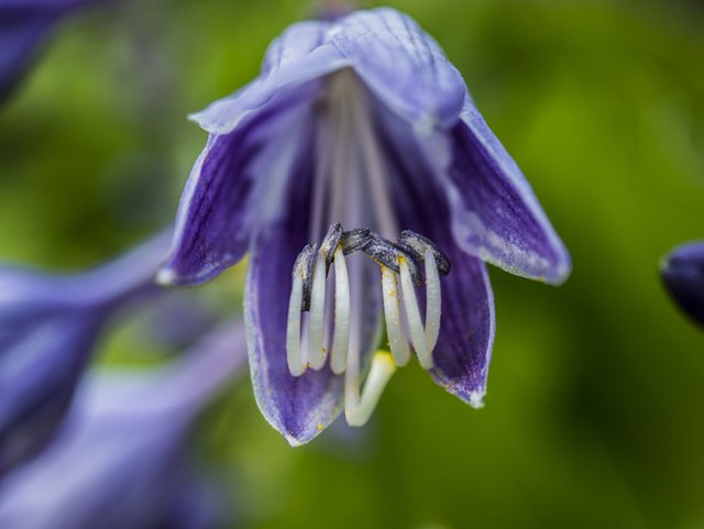 HOSTA_#__PS__P1080790.jpg