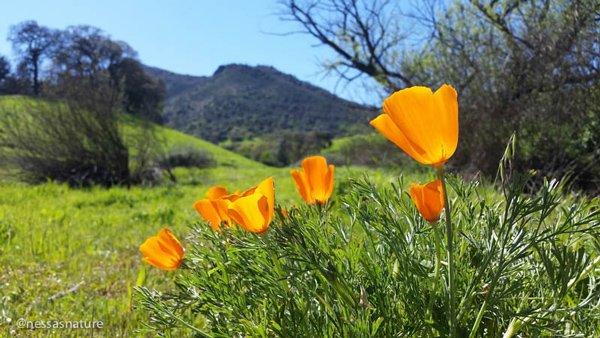 california-poppies-1.jpg