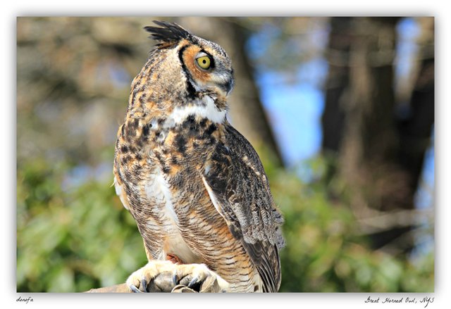 OWL 23.jpg