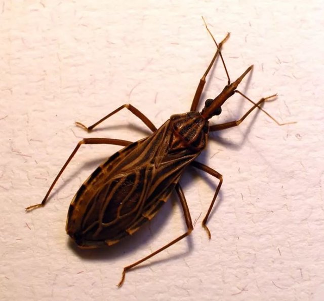 kissing bug.JPG