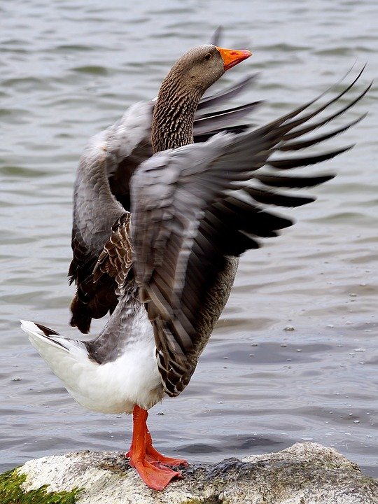 wild-goose-2260866_960_720.jpg