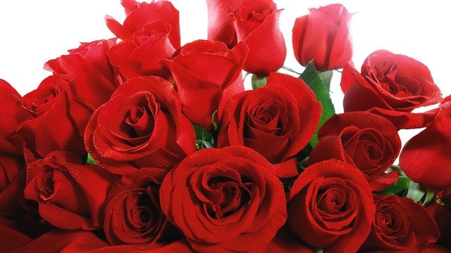 beautiful-red-roses.jpg