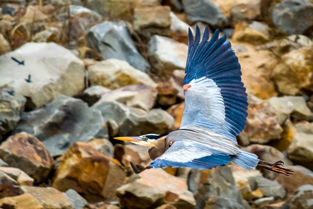 Birding_at_Dam-611-Edit.jpg