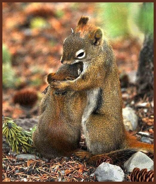 mother squirrel.jpg