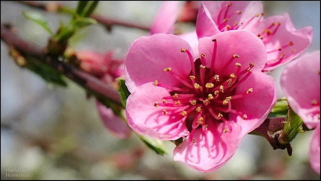 x curlfree peach blossom.jpg