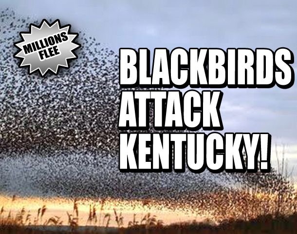 blacbirds_kentucky.jpg