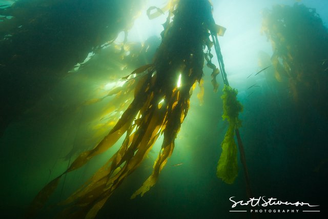 Bull Kelp-2.jpg