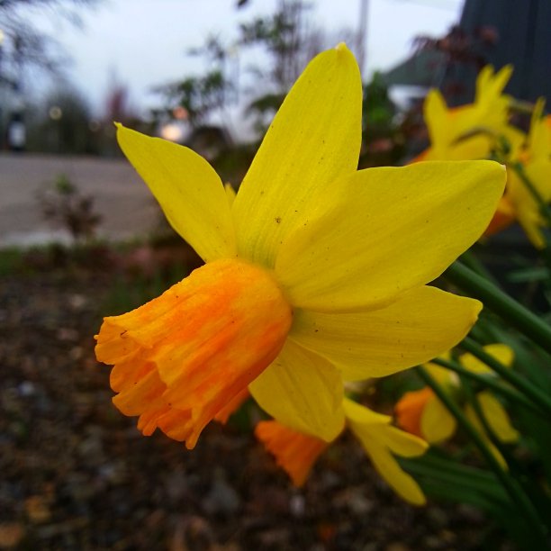 daff1_612_re.jpg