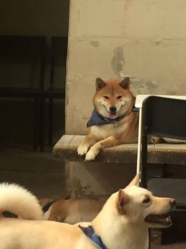 Shiba Inu6.jpg