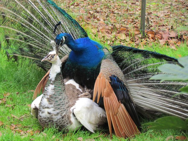 peafowl_mating_by_minxfox-d7dirq4.jpg