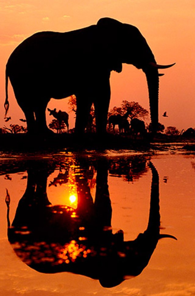 silhouette elephant frans lanting photo.jpg