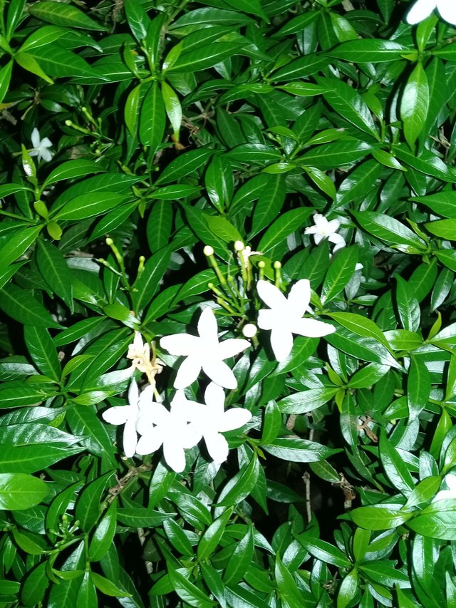 20180129_210234.jpg