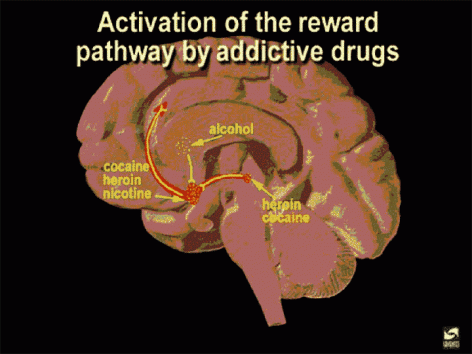 weed-and-neurotransmitters-how-marijuana-affects-the-brain-alcohol-and-drugs.jpg