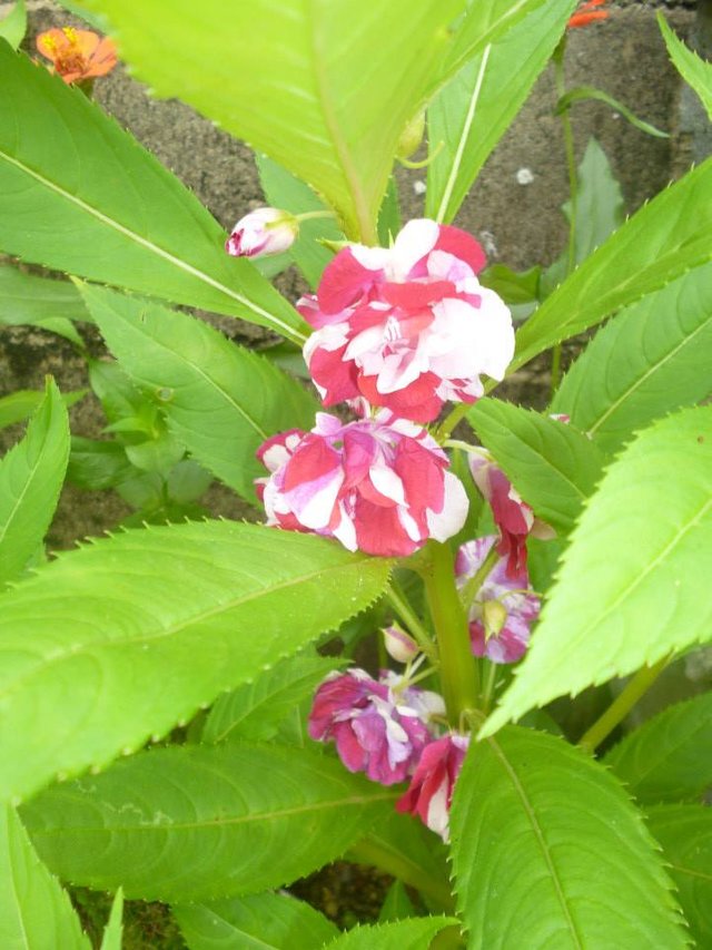 Impatiens balsamina8.jpg