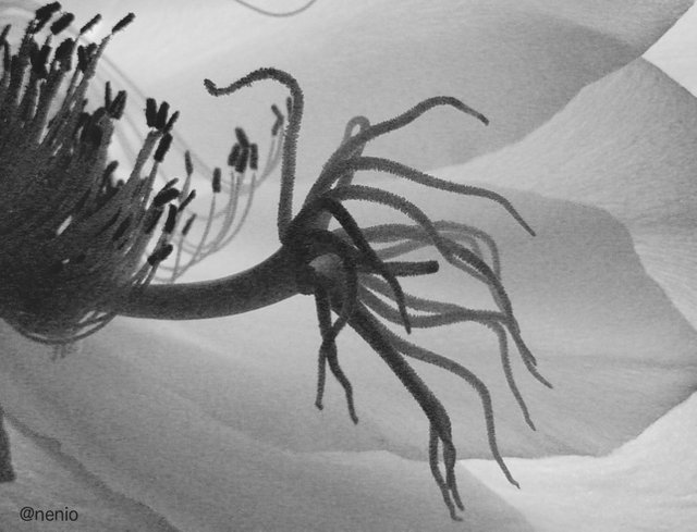 night_flower_bw01.jpg