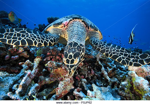 hawkbill-sea-turtle-eating-sponge-on-the-reef-f0jp62.jpg