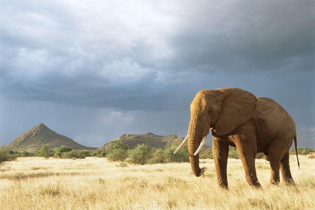 african-elephant-storm-light-2-nature-wildlife-photography-james-warwick.jpg