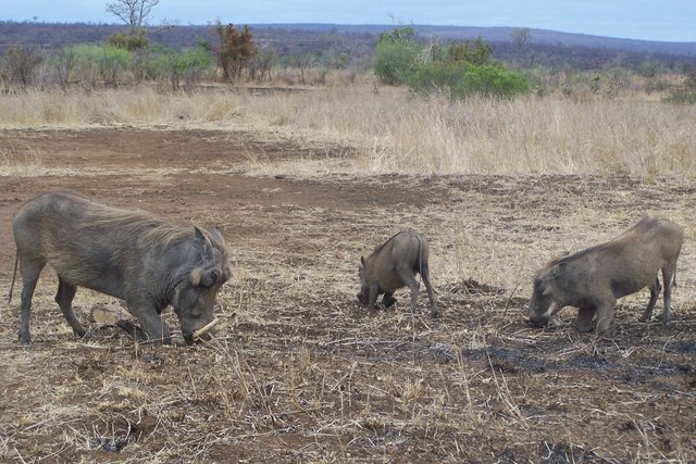 KNP Satara-Lower Sabi 2009 388.JPG