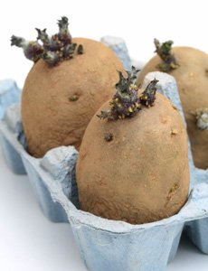 seed potatos 2.jpg