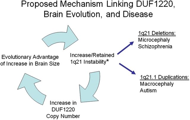 duf model.jpg