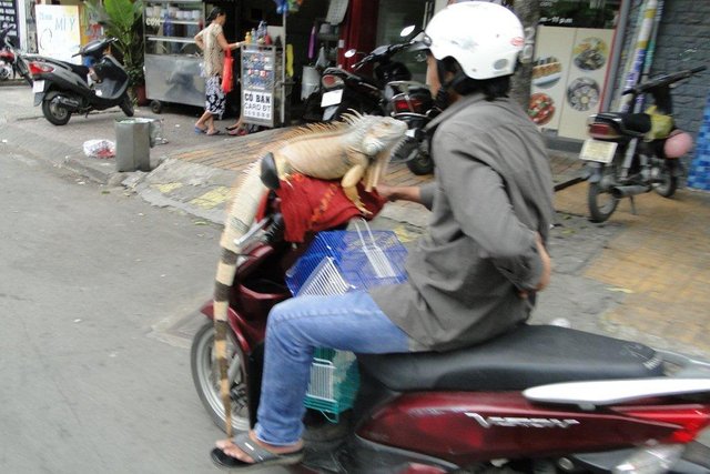 25 Iguana on moped on cyclo tour Saigon-2.jpg