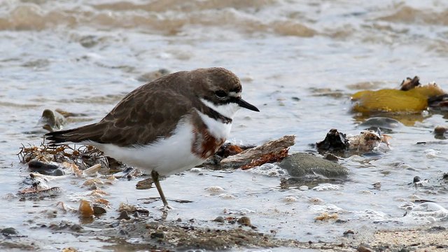 Plover_Double-barred-4-Wynyard.jpg