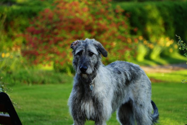 Irishwolfhound2.JPG