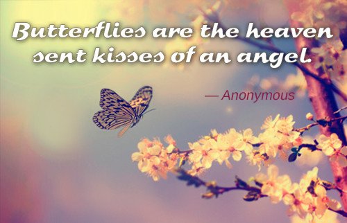 angel-butterflies-quote.jpg