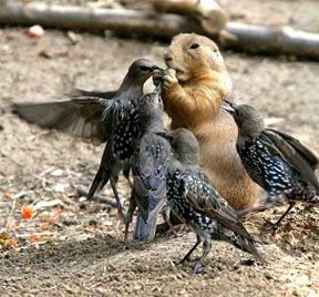 Birds trying to snatch nut from squrrel.jpg