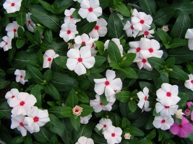 218c8e214a5f34401b1849c082708205--wholesale-plants-spring-plants.jpg