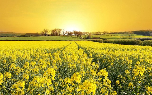 A-field-of-yellow-flowers.jpg