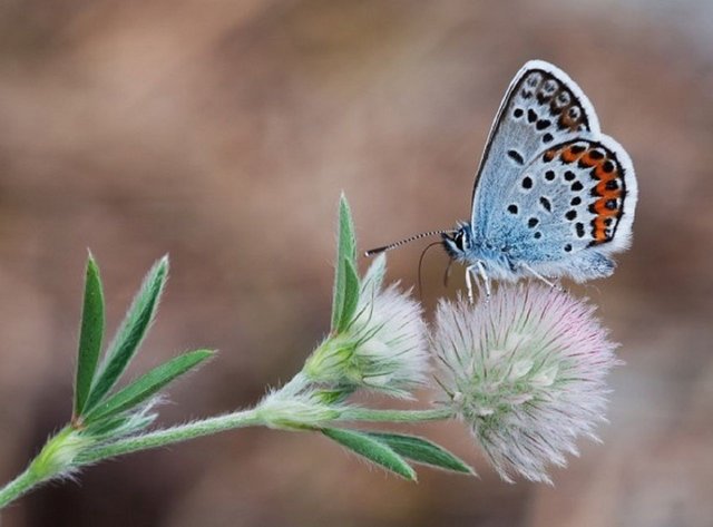 Butterfly-Picture-600x443.jpg