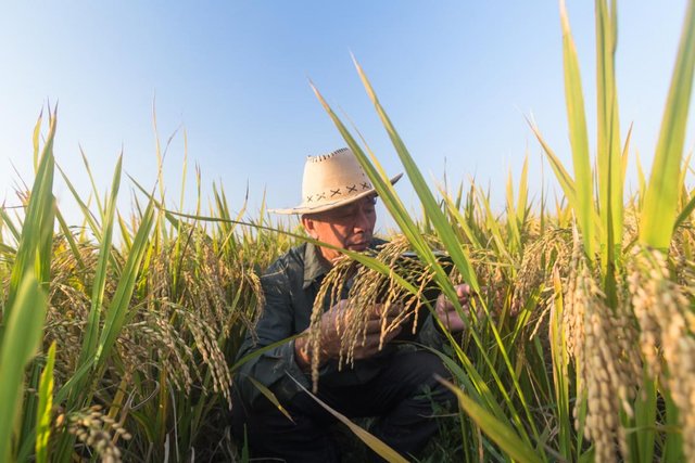 rice-farmer.jpg