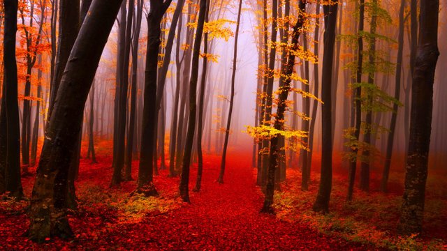 forest-autumn-calmness-serenity-walk-path-trees-nature-fall-beautiful-lovely-foliage-live-wallpaper-for-android-free-download-1366x768.jpg