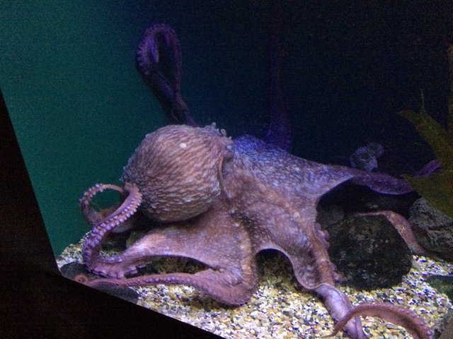 Cephalopod 001.jpeg