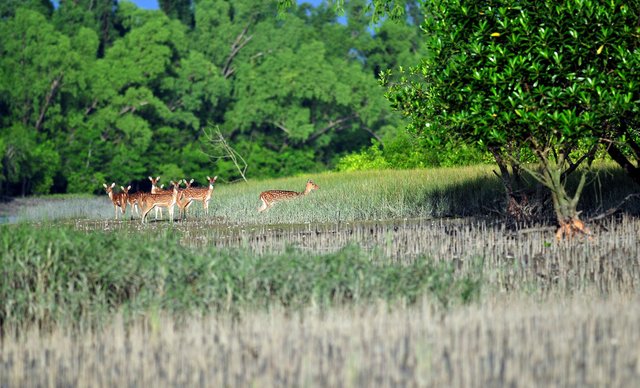 dears-in-sundarban-the-biggest-mangrove-forest.jpg