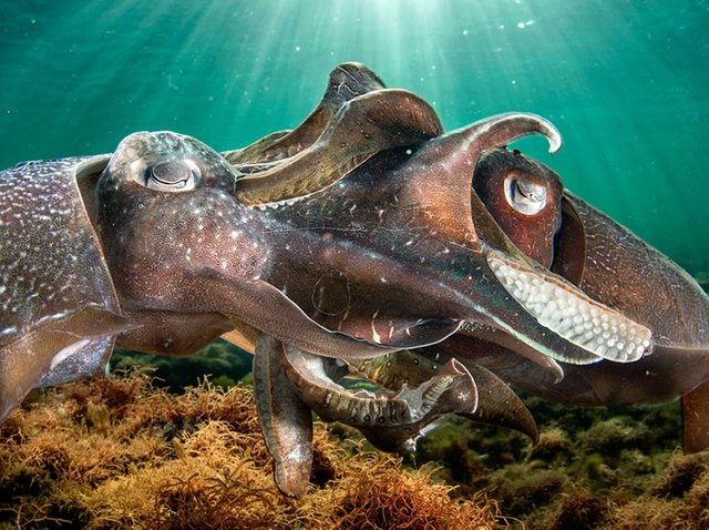 cuttlefish_1.jpg