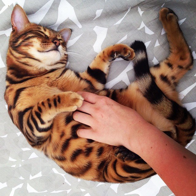 thor_the_bengal_cat_1.jpg