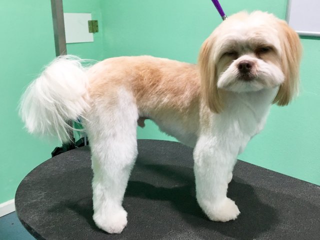 Shih tzu hot sale pomeranian mix grooming