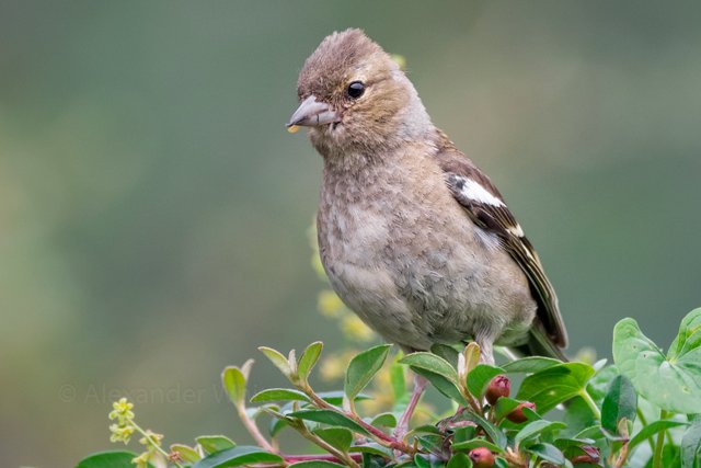 Chaffinch female.JPG