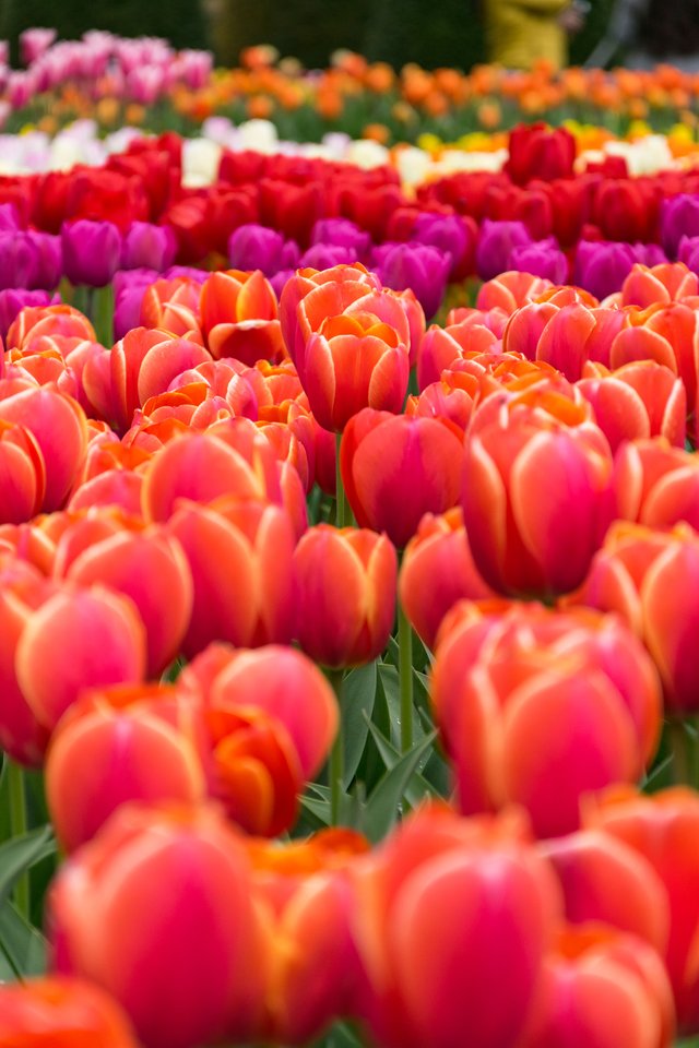 Multicolored Tulips1.jpg