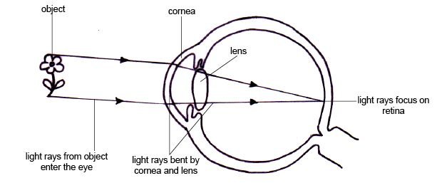 Anatomy_and_physiology_of_animals_How_light_travels_from_the_object_to_the_retina_of_the_eye.jpg