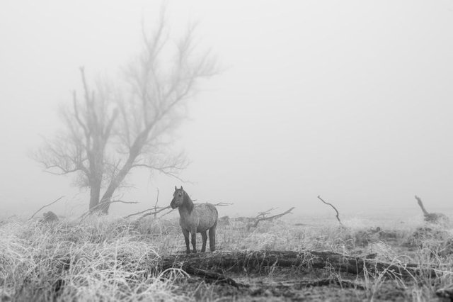 171203 Oostvaardersplassen 016.jpg